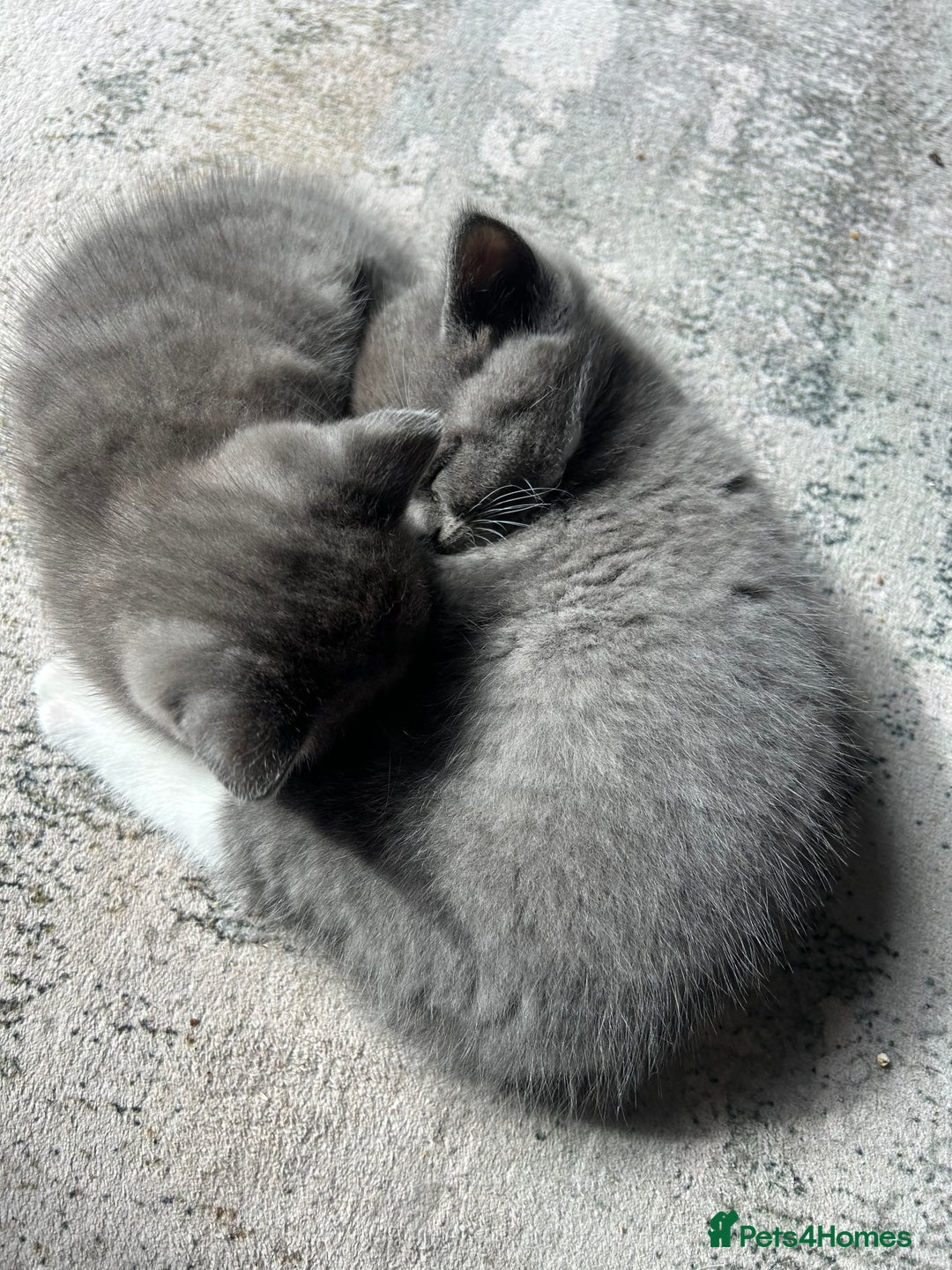British Shorthair cats for sale: 2 adorable kittens available for a loving home  - Image 3
