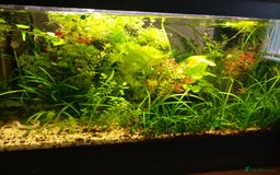 Catfish fish for sale: 60L aquarium Otocinclus Cherry shrimps full setup  - Image 3