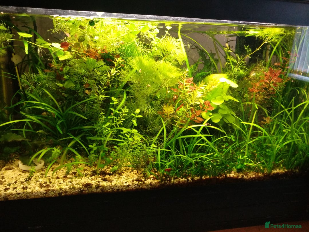 Catfish fish for sale: 60L aquarium Otocinclus Cherry shrimps full setup  - Image 3