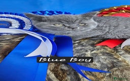 British Shorthair cats for sale: British short hair kittens - Advert 21