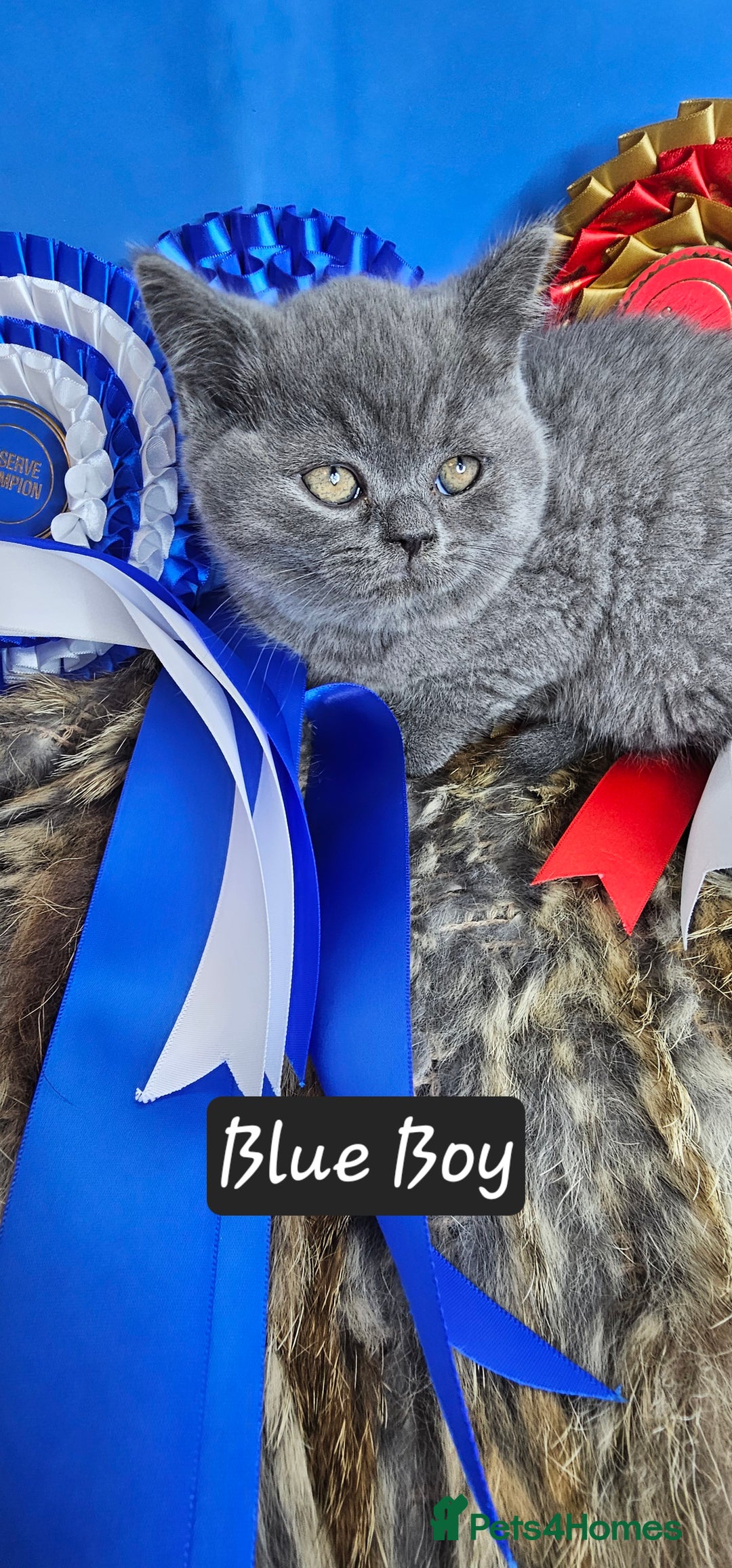 British Shorthair cats for sale: British short hair kittens - Advert 21