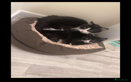 British Longhair cats for sale: 2 beautiful boy cats Marley and mittens  - Image 1