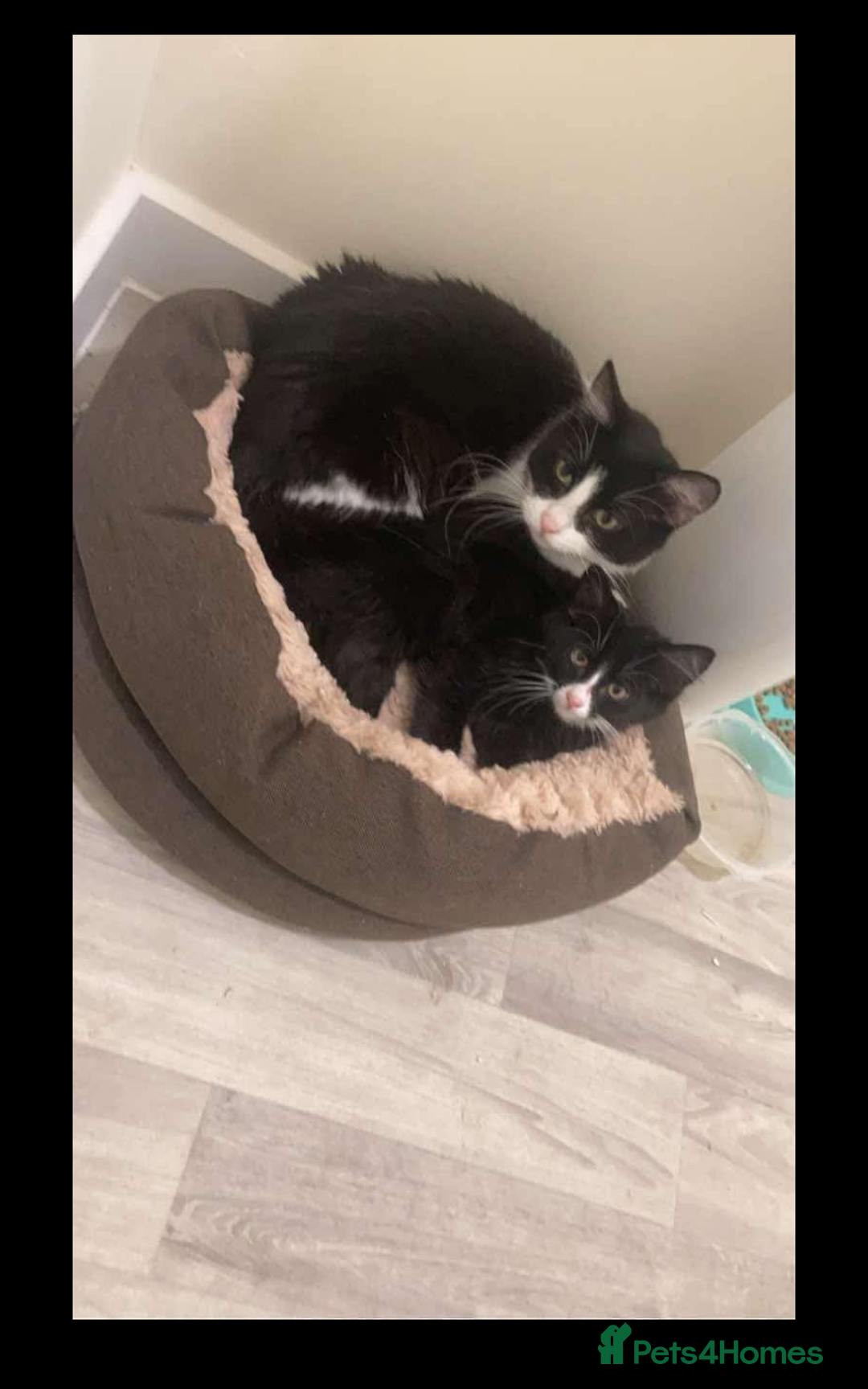 British Longhair cats for sale: 2 beautiful boy cats Marley and mittens  - Image 1