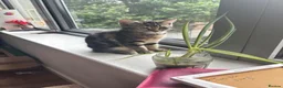 Mixed Breed cats for sale: Extremely Affectionate Bengal Mix Girl 🩷 - Advert 12