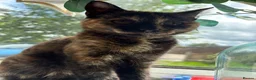 Mixed Breed cats for sale: Tortoiseshell Girl kitten for sale  - Advert 2