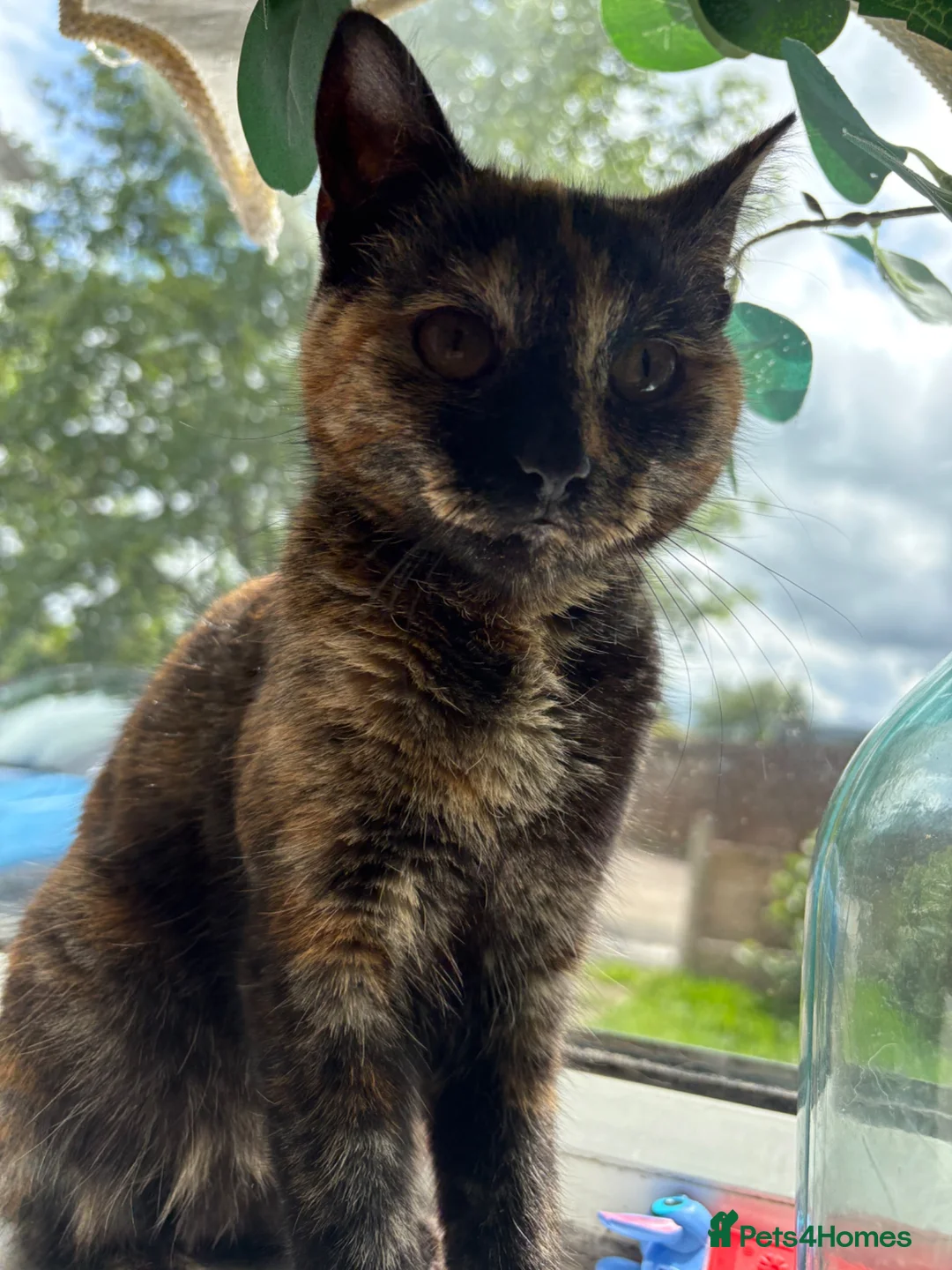 Mixed Breed cats for sale: Tortoiseshell Girl kitten for sale  - Advert 2