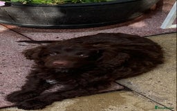 Cockapoo dogs for sale: last F1 boy ready now - Image 26