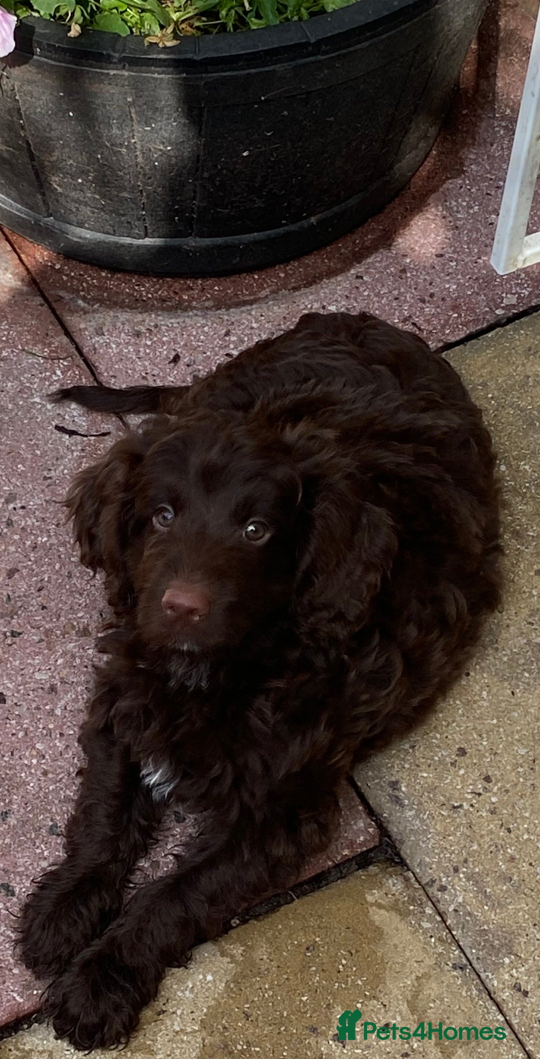 Cockapoo dogs for sale: last F1 boy ready now - Image 26