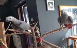 Parrots birds for sale: Super Tamed African Grey Parrots With Cage. - Image 8