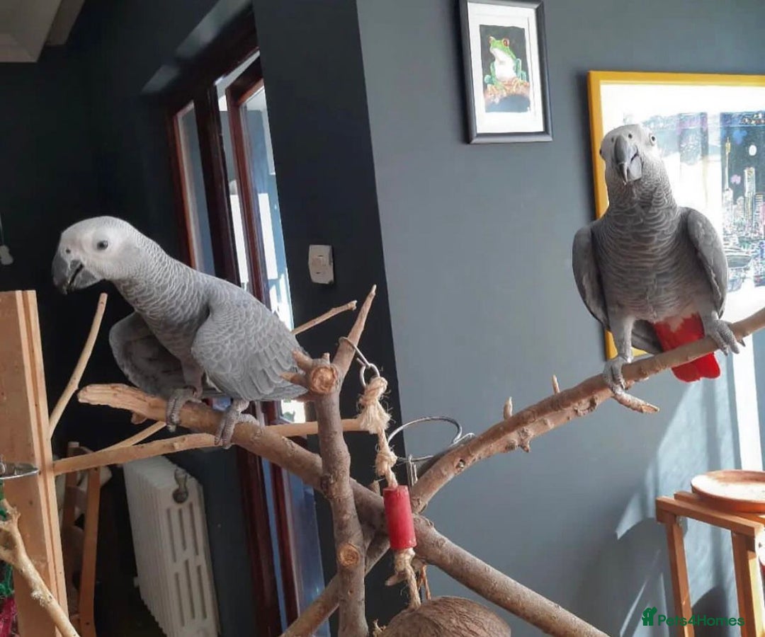 Parrots birds for sale: Super Tamed African Grey Parrots With Cage. - Image 8
