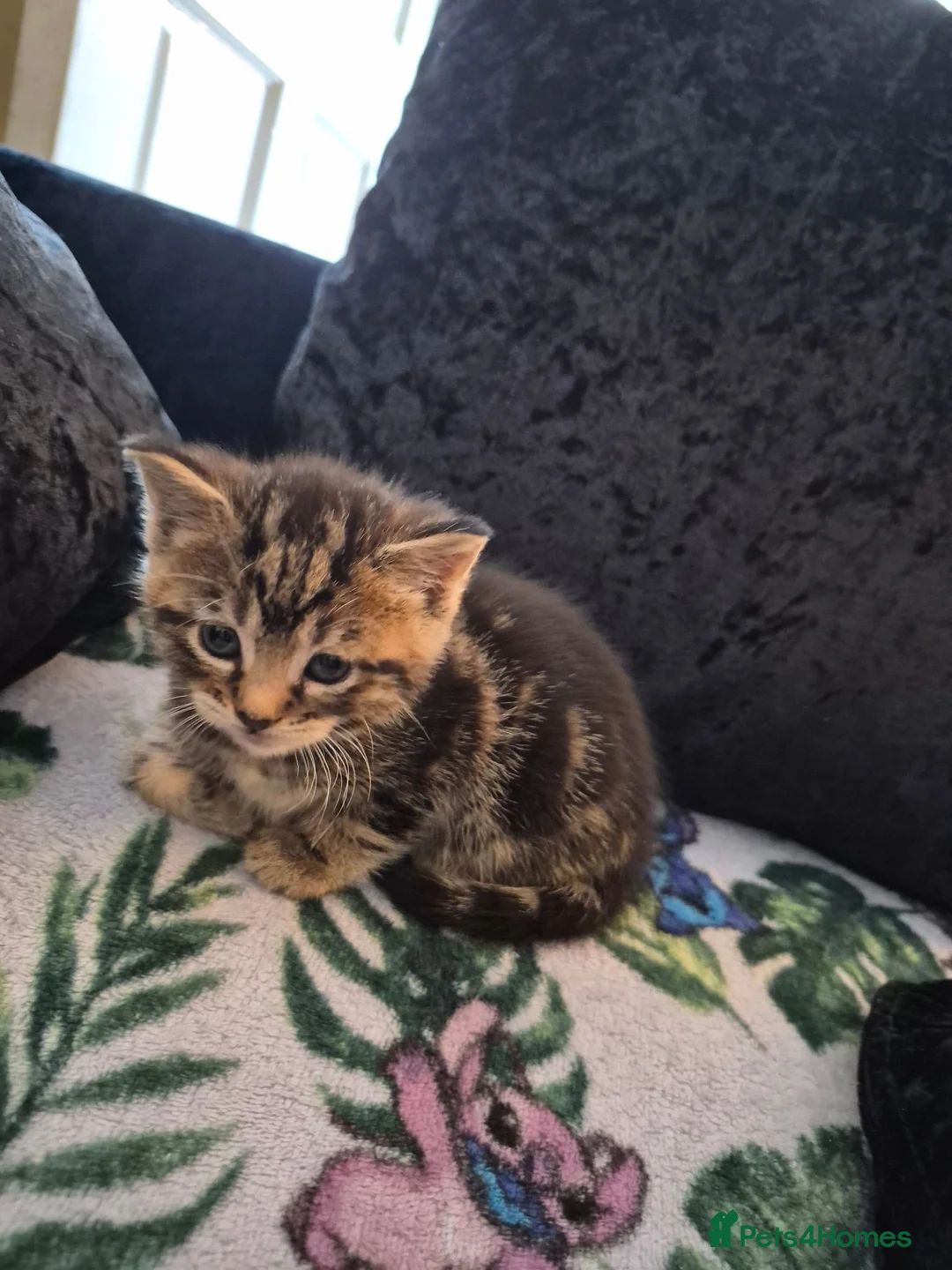 Domestic Shorthair cats for sale: Kitten - Advert 4