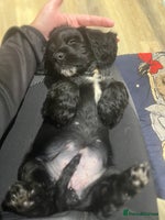 Cocker Spaniel dogs - Advert 2