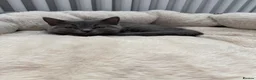 British Shorthair cats for sale: British shorthair Kittens  - Advert 10