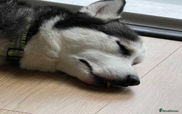 Siberian Husky dogs for sale: Beautiful, Loving Female Husky - Image 8