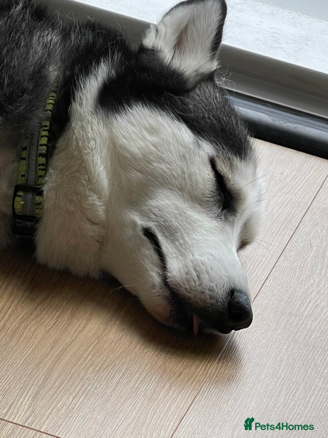 Siberian Husky dogs for sale: Beautiful, Loving Female Husky - Image 8