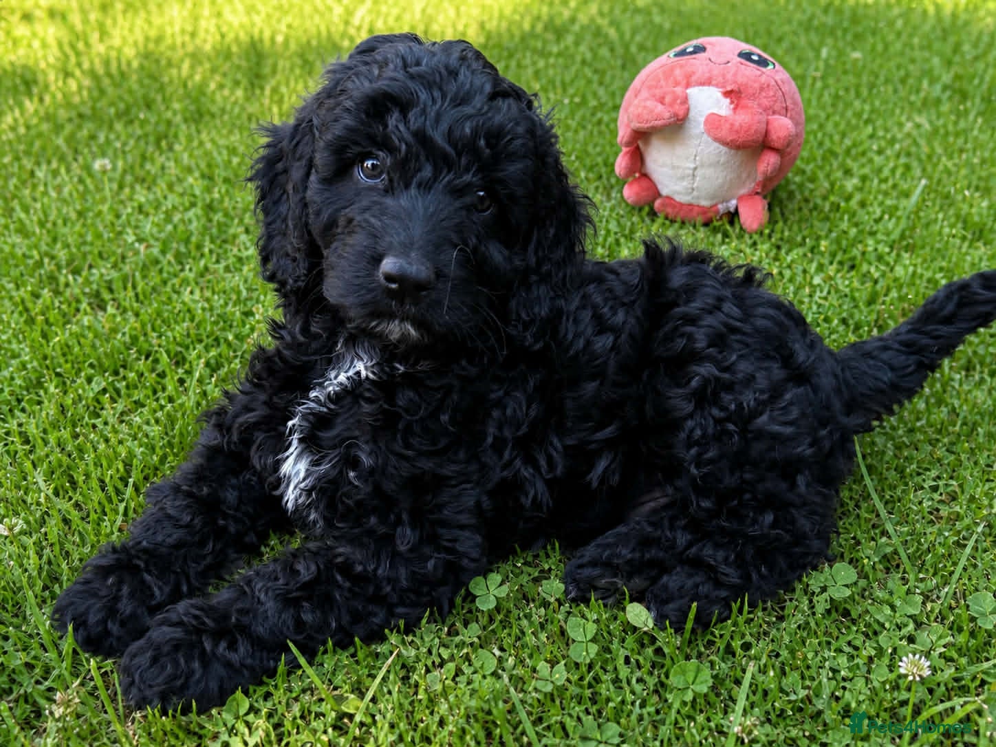 Australian Labradoodle dogs  2 Boy and 1 Girls available ready to go now - Advert 6