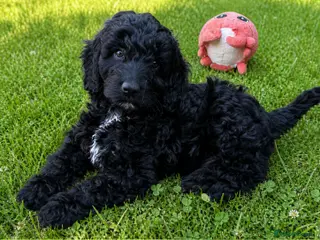 Australian Labradoodle dogs 2 Boy and 1 Girls available ready to go now - Advert 15