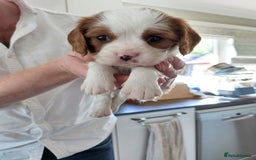 Cavalier King Charles Spaniel dogs for sale: Outstanding Cavalier King Charles Puppies  - Image 20