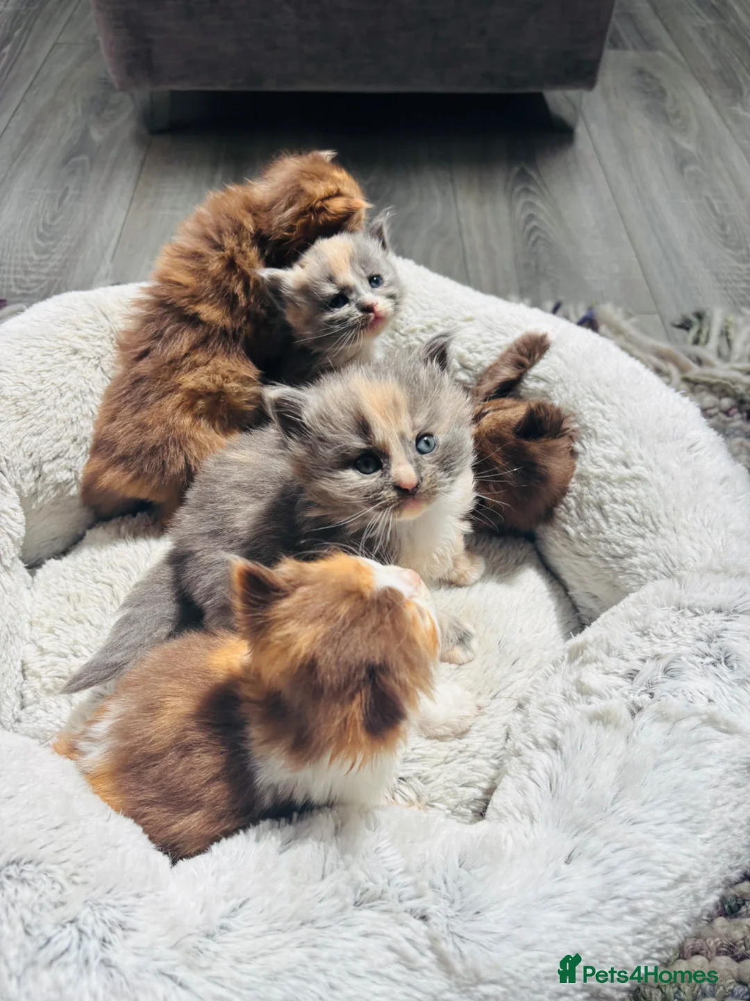 British Longhair cats for sale: Lovely British longhair kittens  - Advert 12