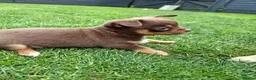 Chihuahua dogs for sale: Chihuahua boys - Advert 5