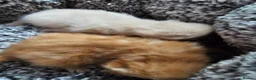 Exotic cats for sale: Full pedigree exotic kittens in Saint Helens - Advert 9