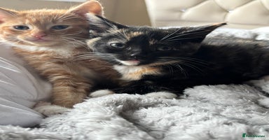Mixed Breed cats - Advert 8