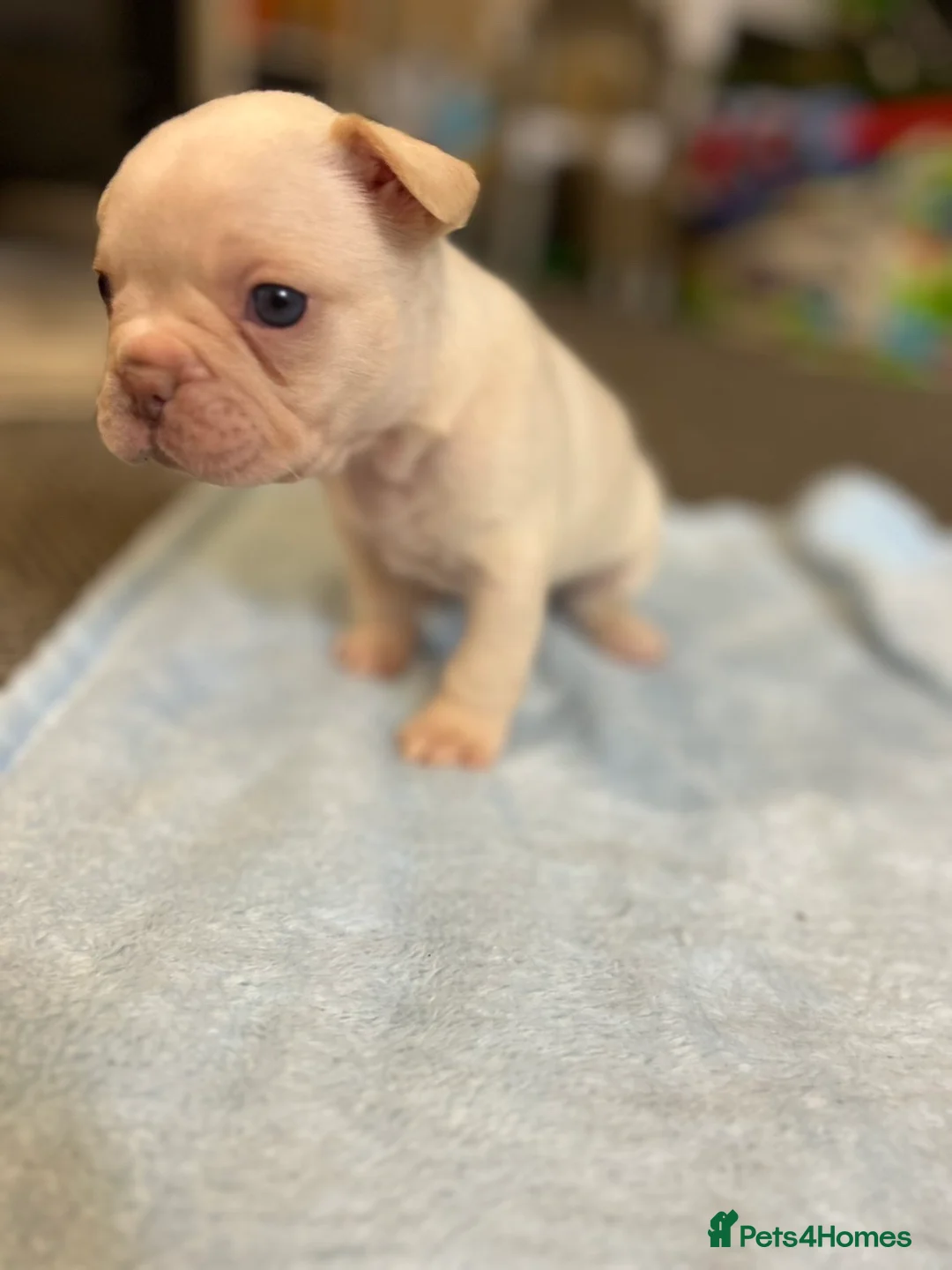 French Bulldog dogs for sale: French bulldog puppies fluffie carriers  - Advert 22