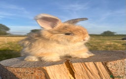 Angora rabbits for sale: Pedigree Full Faced & Maxi Faced English Angoras - Image 35