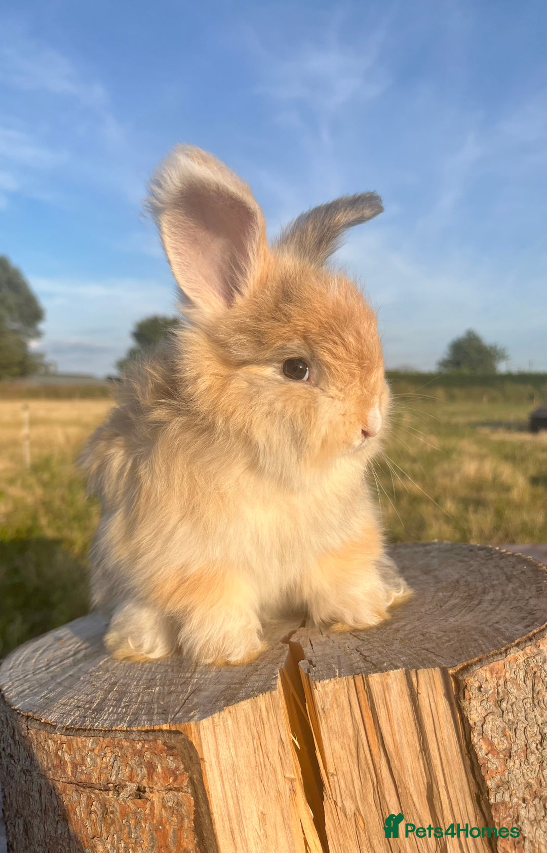 Angora rabbits for sale: Pedigree Full Faced & Maxi Faced English Angoras - Image 35