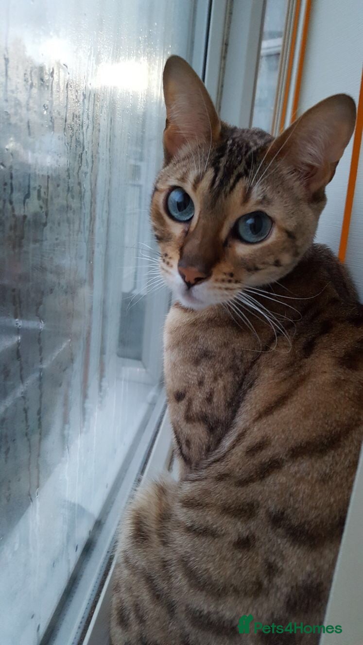 Bengal cats Beautiful Bengal Girl for sale  - Advert 3