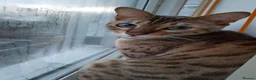 Bengal cats for sale: Beautiful Bengal Girl for sale  - Advert 1