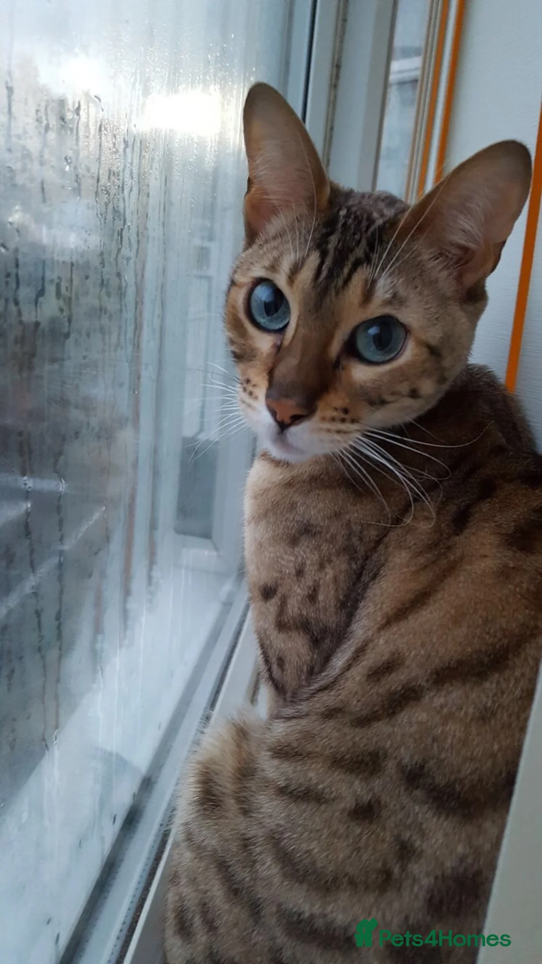 Bengal cats for sale: Beautiful Bengal Girl for sale  - Advert 1