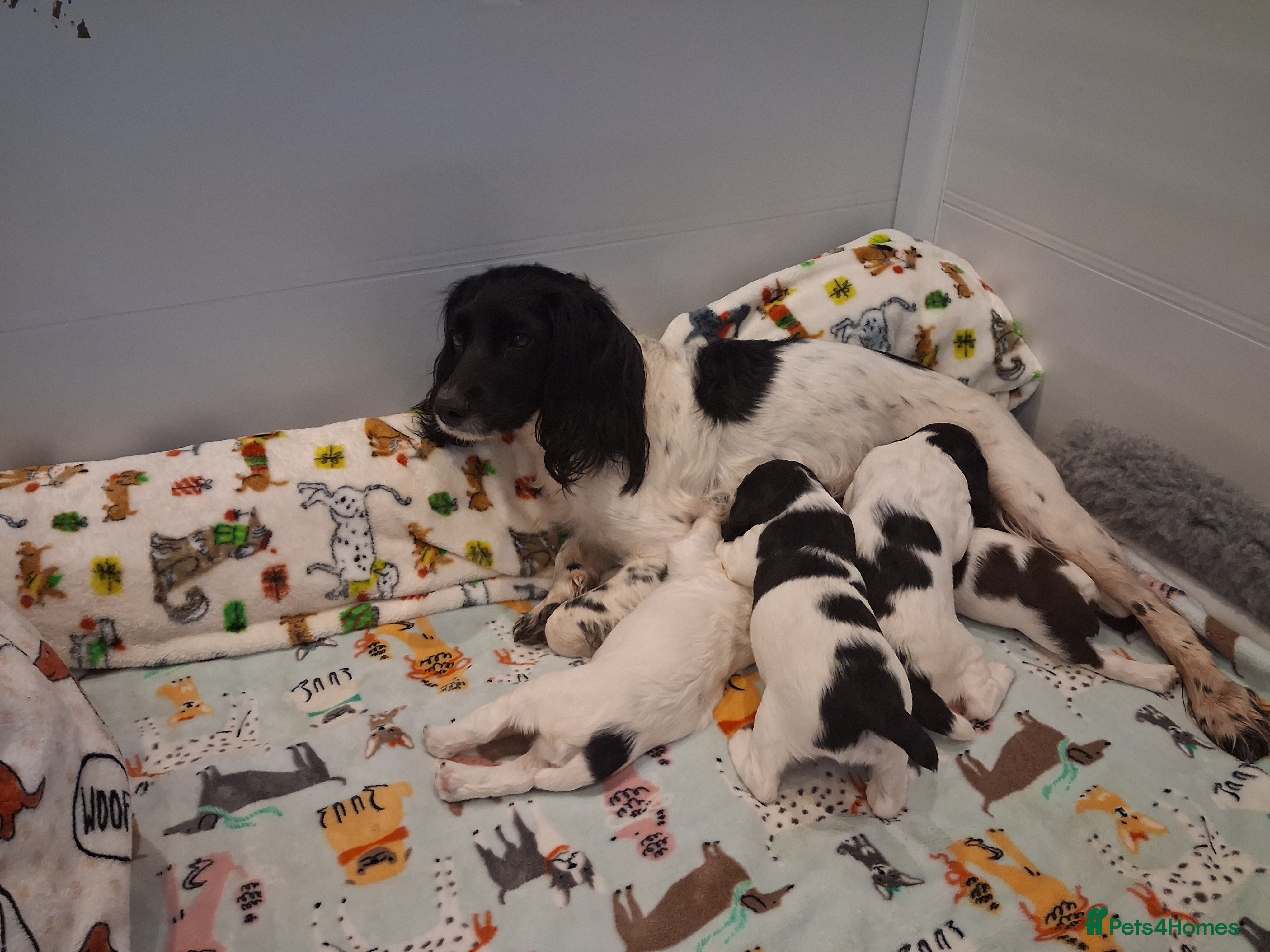 English Springer Spaniel dogs Pedigree English Springer Spaniel Puppies - Advert 1