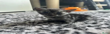 Bengal 1