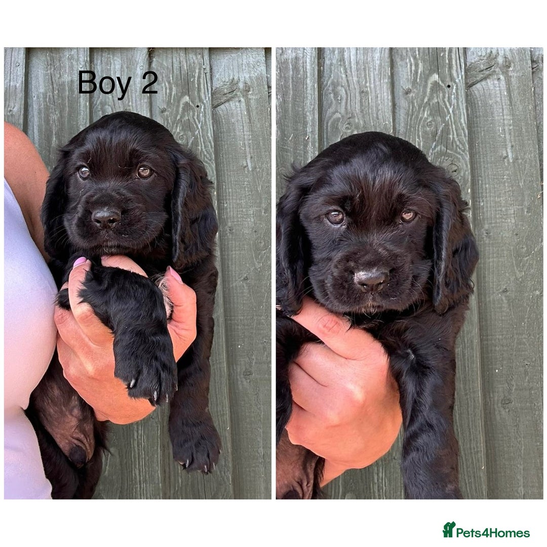 Cockalier dogs for sale: Cavalier x cocker spaniel puppies  - Image 4