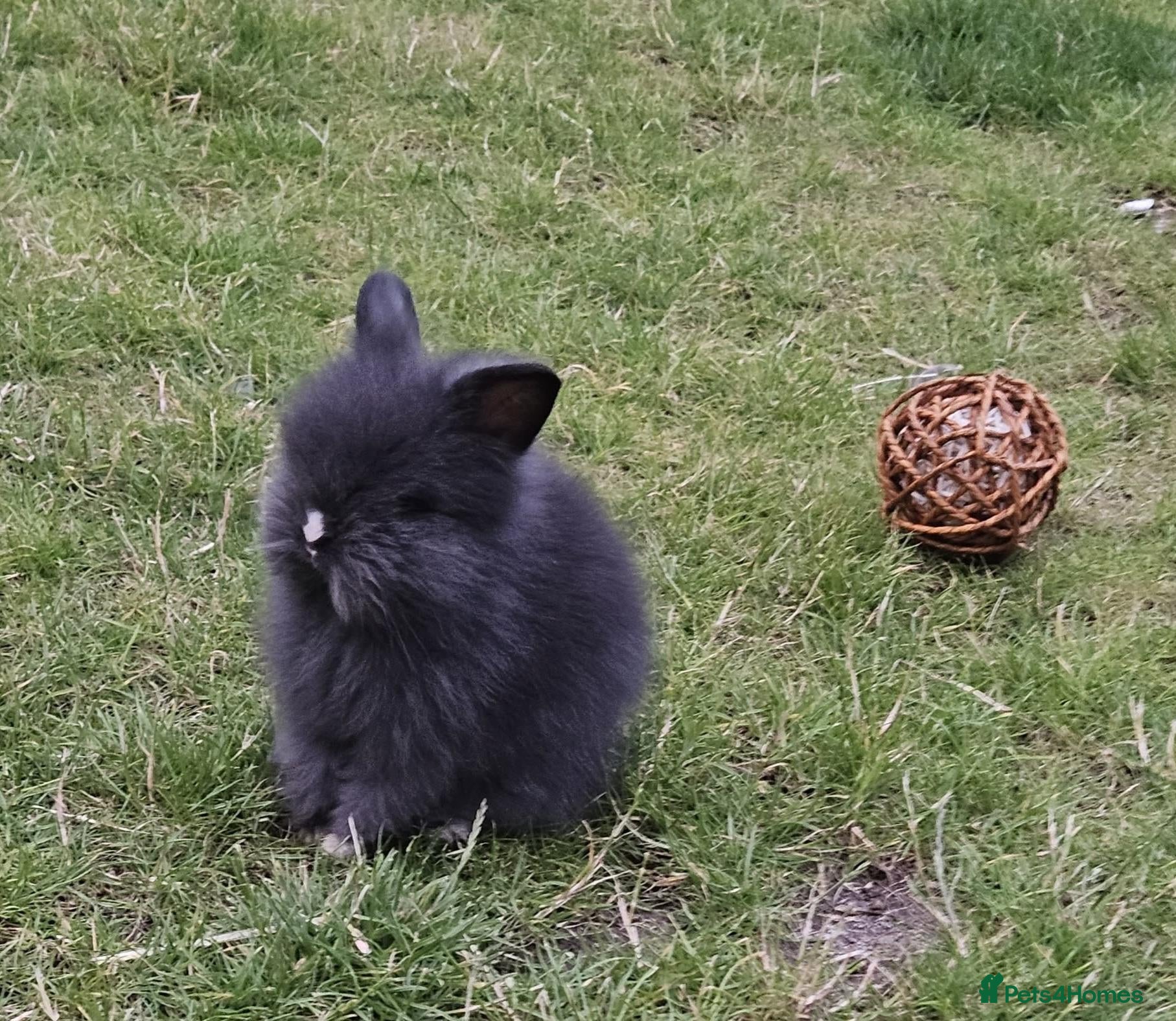 Mixed Breed rabbits 4x rabbits, hutch, covers, pen - Advert 1