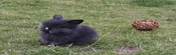 Mixed Breed rabbits for sale: 4x rabbits, hutch, covers, pen in Preston - Advert 1