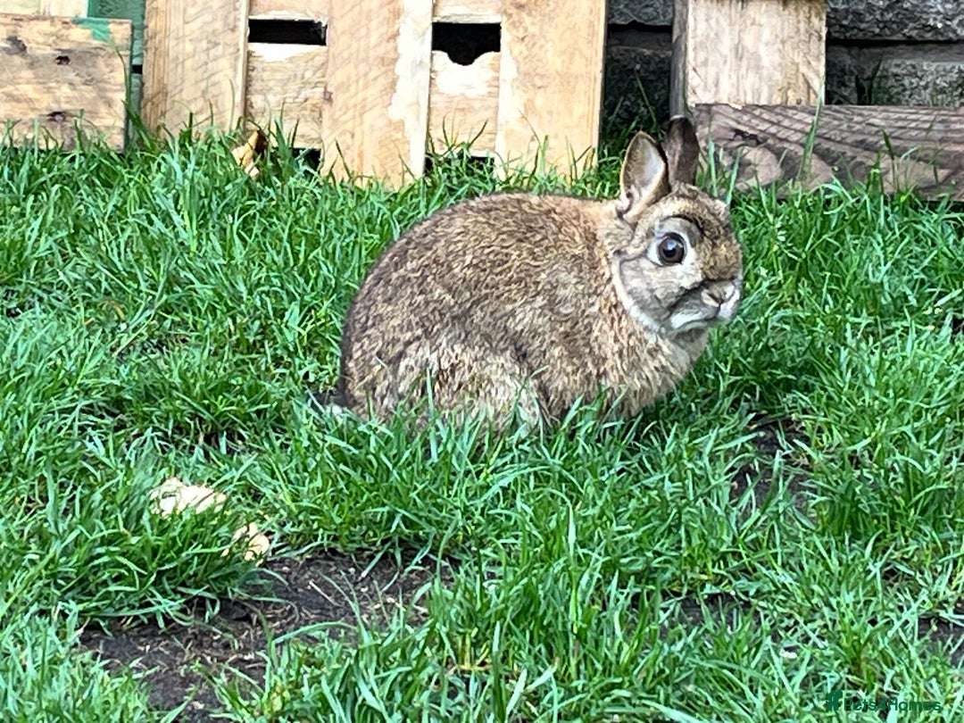 Netherland Dwarf rabbits for sale: Netherland dwarf rabbit  - Image 7