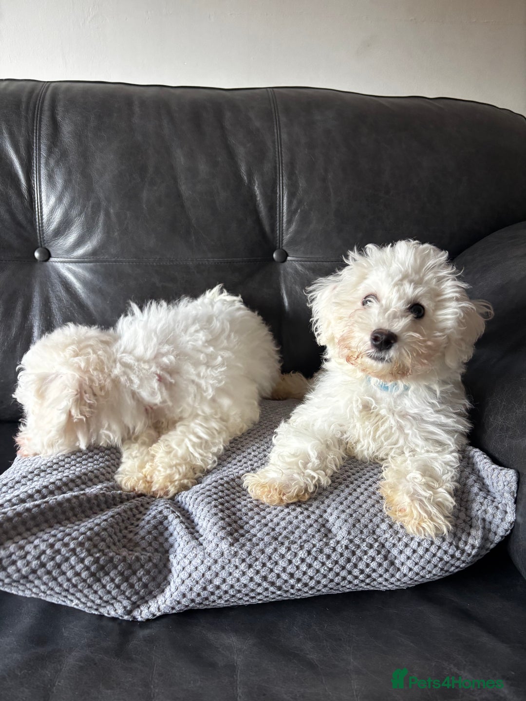 Bichon Frise dogs for sale: Bichon Frise Puppies- Ready to leave  - Image 6