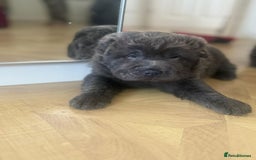 Shar Pei dogs for sale: Stunning litter of kc reg Shar Pei puppies  - Advert 4