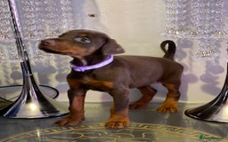 Dobermann dogs for sale: Gorgeous Eu**an Dobermann Puppies - Image 6