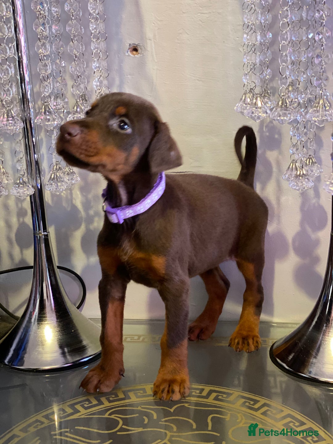 Dobermann dogs for sale: Gorgeous Eu**an Dobermann Puppies - Image 6