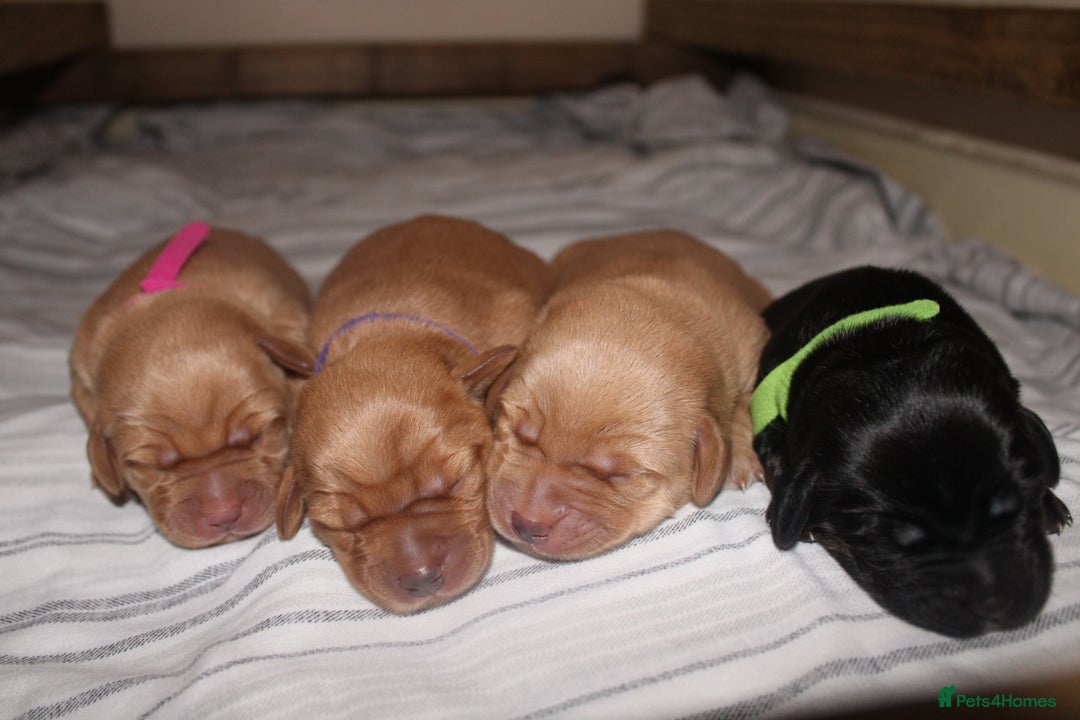 Cockerdor dogs for sale: YorkieCockerDor pups looking for forever homes  - Image 2