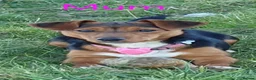 Jack Russell dogs for sale: Beautiful Jack Russell puppies in Banff - Advert 2