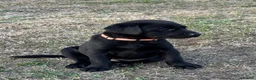 Labrador Retriever dogs for sale: Puppys For Forever Homes - Advert 12
