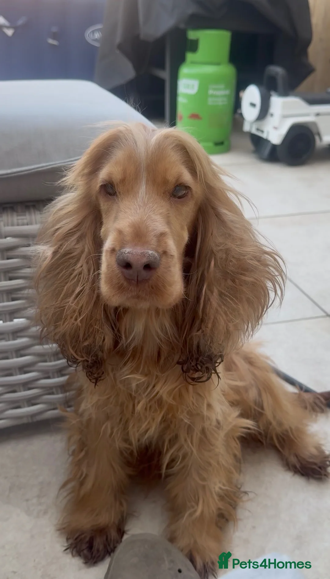 Cocker Spaniel dogs for sale: SHOW COCKER SPANIELS in Epping - Advert 2