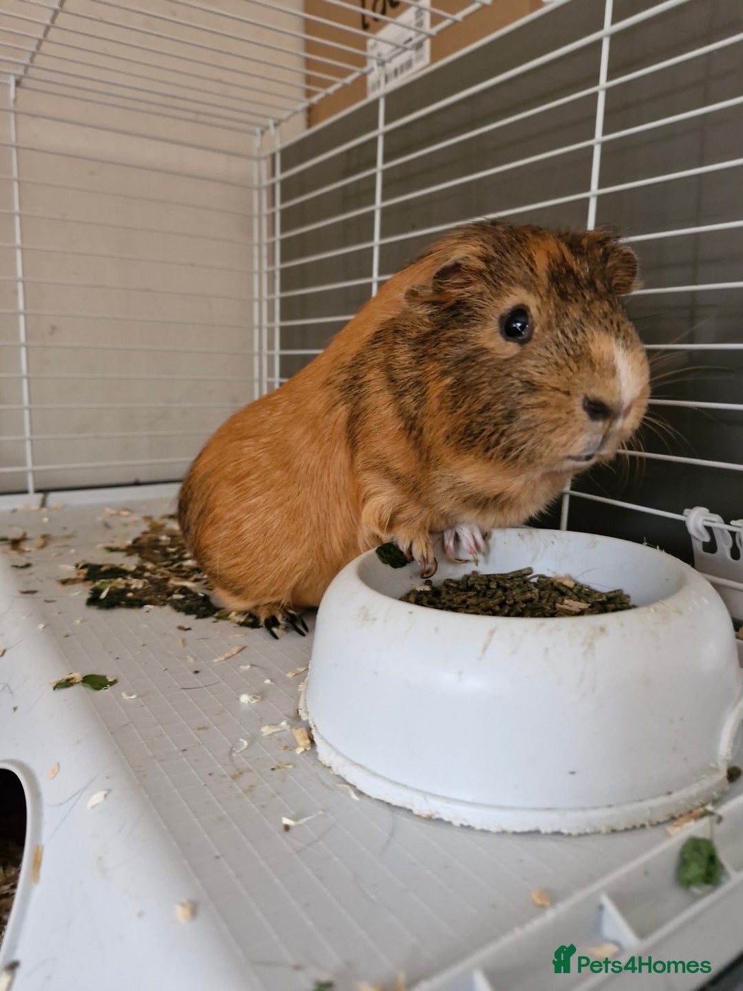Guinea Pig rodents for sale: Male Guinea pig  - Image 5