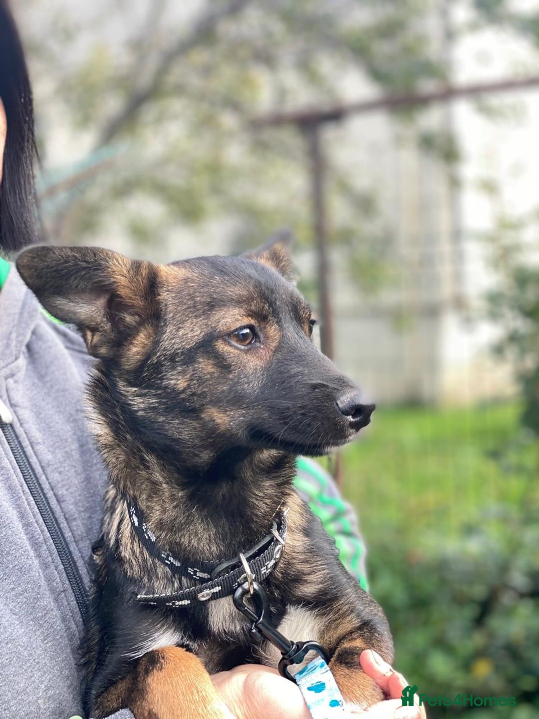 Mixed Breed dogs for adoption: 💖🐶 MIRRA 🐶💖 - Image 6