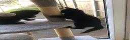 Mixed Breed cats for sale: Adorable and playful mixed-breed kittens for sale - Advert 6
