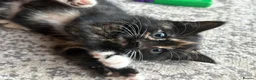 Mixed Breed cats for sale: Last 3 kitten !  1 male 2 females cute kittens  - Advert 5